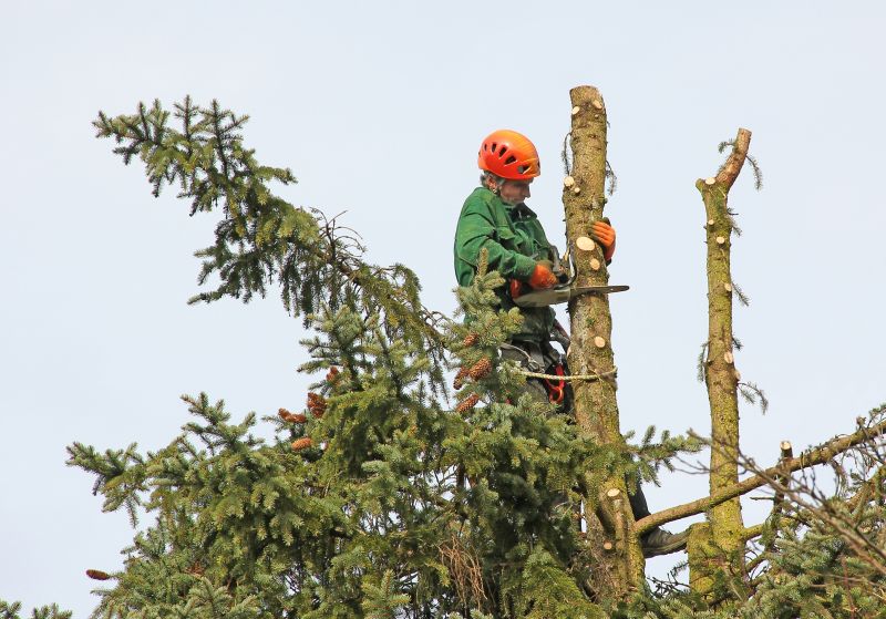 Tree Removal Service