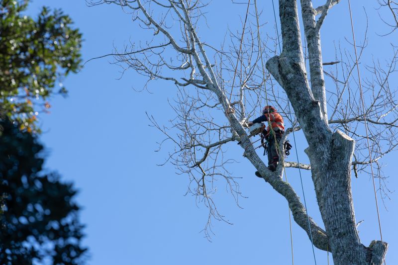 Tree Maintenance Specialists