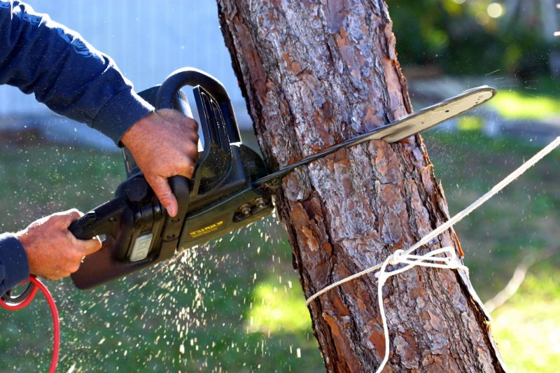 Why Hiring Professionals For Tree Removal Is Essential